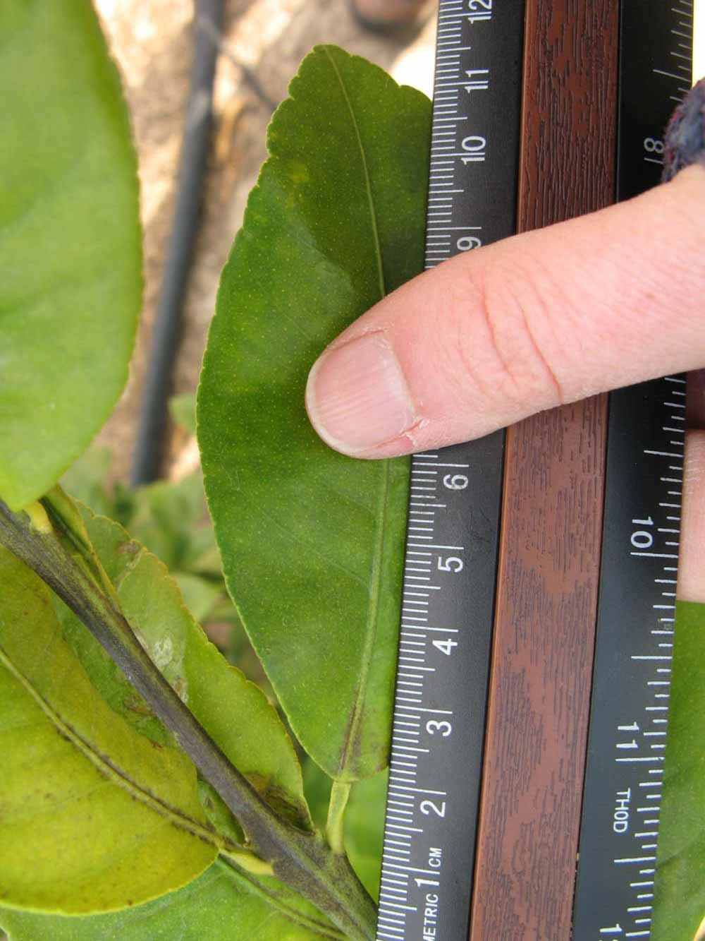             Unifoliolate leaf (Winter Haven, FL)       